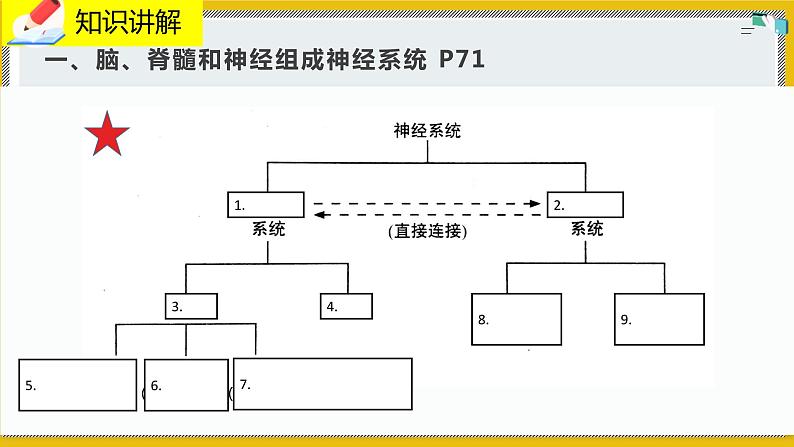 12.1.1《神经系统的组成》课件PPT+教案+同步练习06