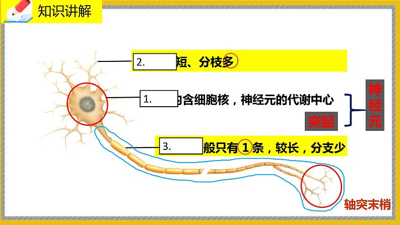 12.1.1《神经系统的组成》课件PPT+教案+同步练习08