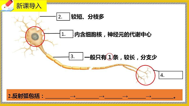 12.1.2《神经系统的组成》课件PPT+教案+同步练习02