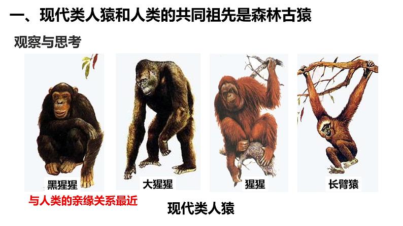 4.1.1人类的起源和发展课件05