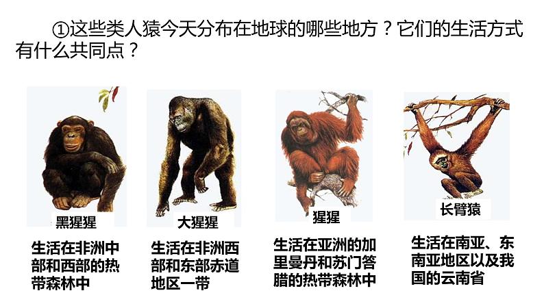 4.1.1人类的起源和发展课件06