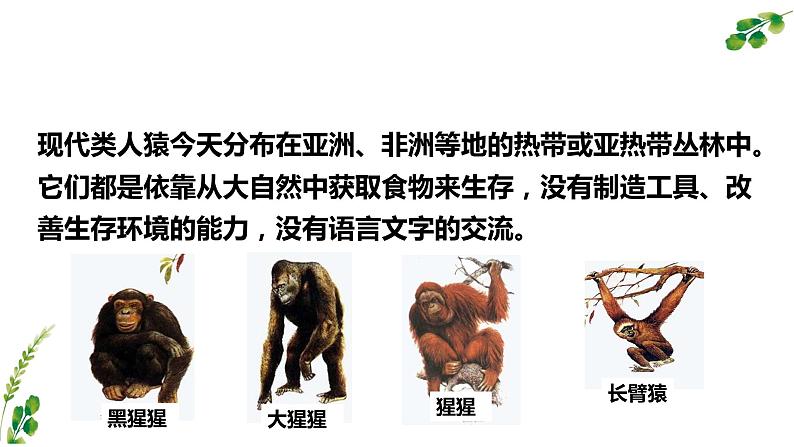 4.1.1人类的起源和发展课件07