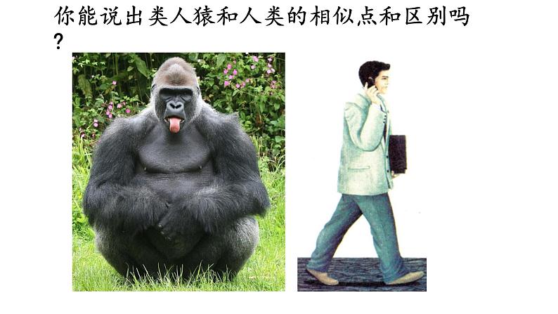 4.1.1人类的起源和发展课件08