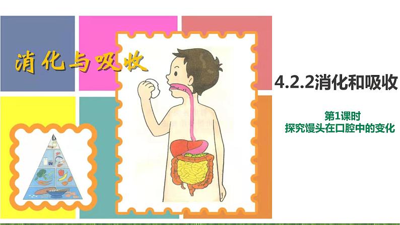 4.2.2消化和吸收(2课时）课件03