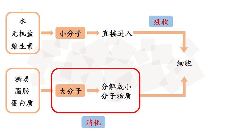 4.2.2消化和吸收（第1课时）课件02