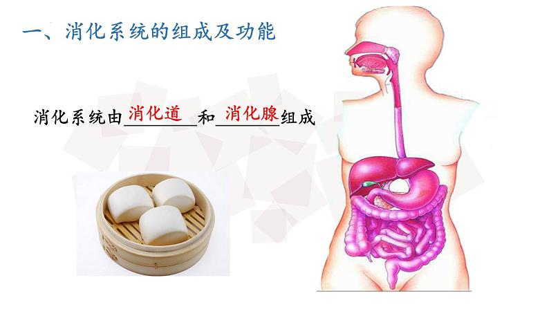 4.2.2消化和吸收（第1课时）课件04