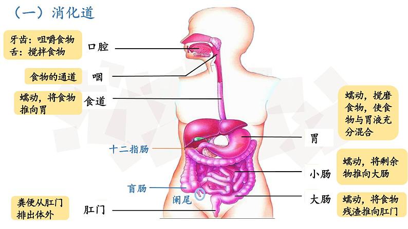 4.2.2消化和吸收（第1课时）课件05