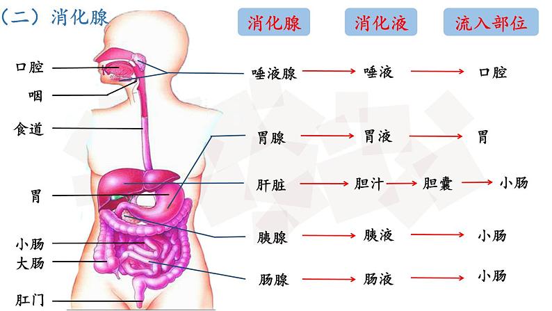 4.2.2消化和吸收（第1课时）课件06