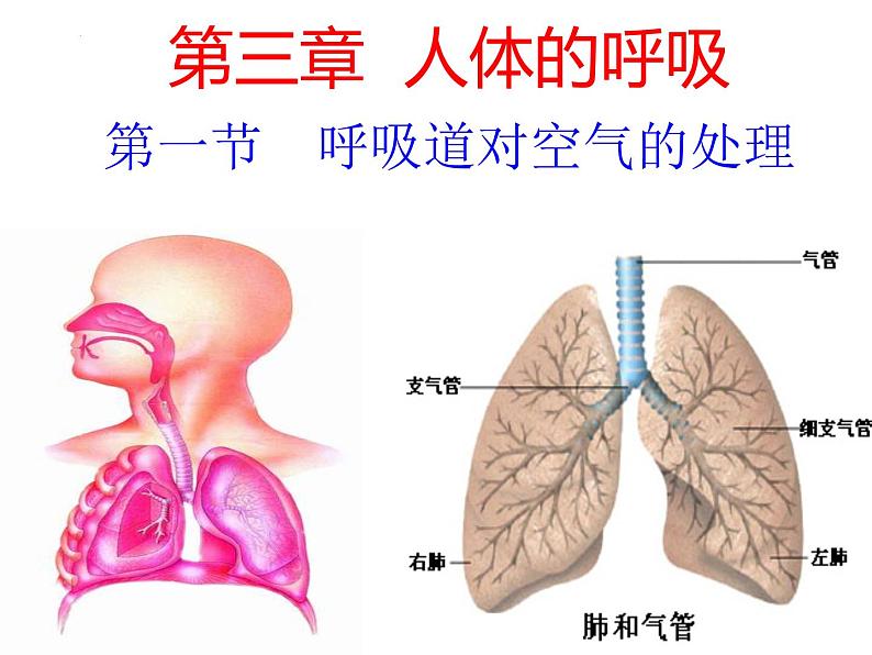 4.3.1呼吸道对空气的处理课件02