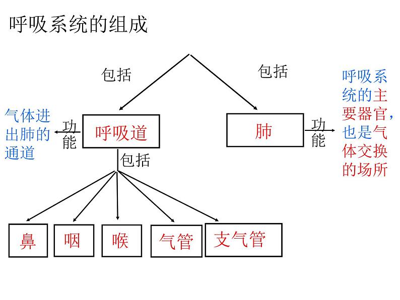 4.3.1呼吸道对空气的处理课件04