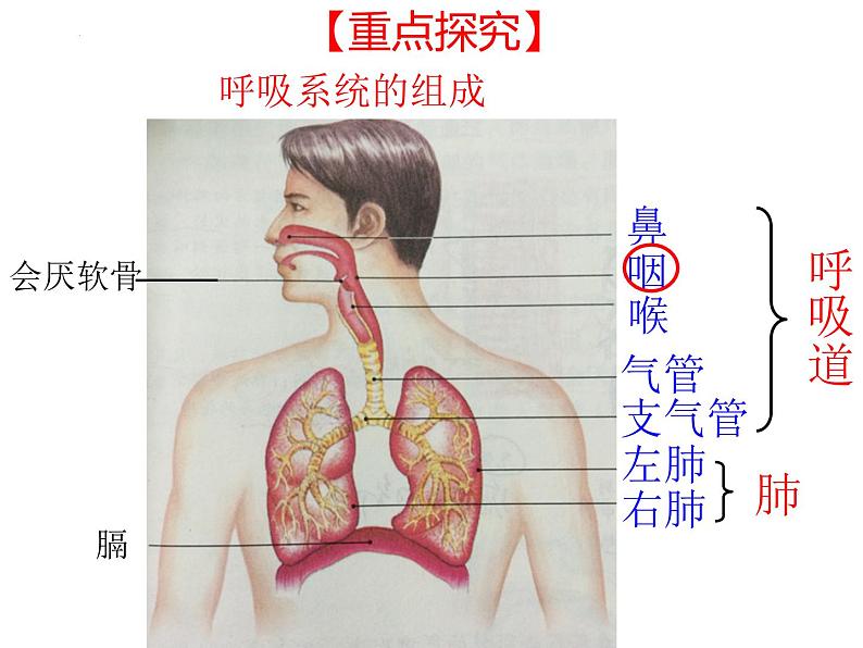 4.3.1呼吸道对空气的处理课件05