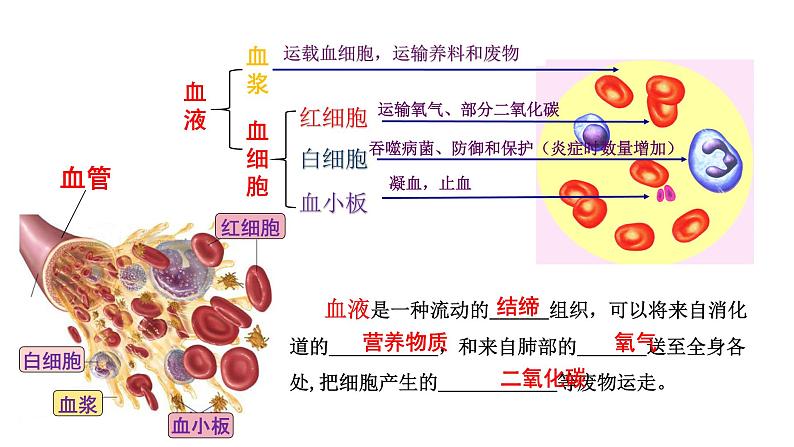 4.4.2血流的管道——血管课件第1页