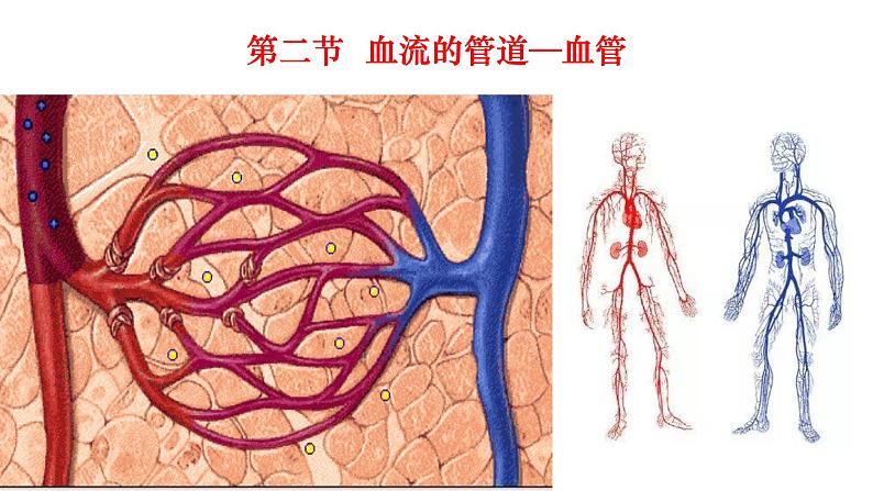 4.4.2血流的管道——血管课件第4页