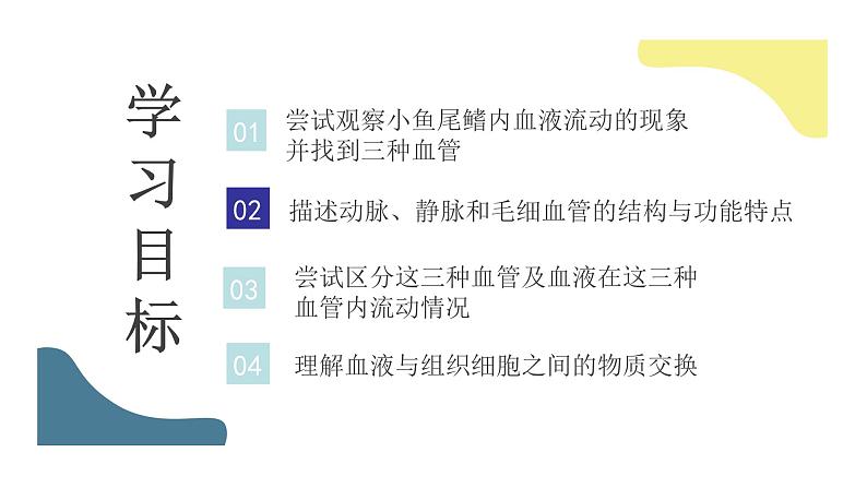 4.4.2血流的管道——血管课件第7页