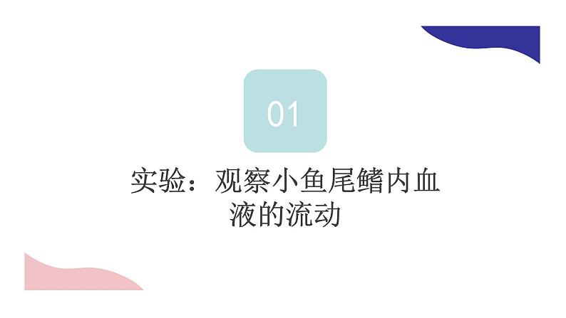 4.4.2血流的管道——血管课件第8页