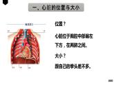 4.4.3输送血液的泵——心脏（第1课时）课件