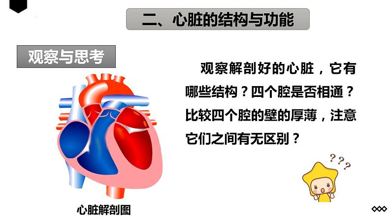 4.4.3输送血液的泵——心脏（第1课时）课件05