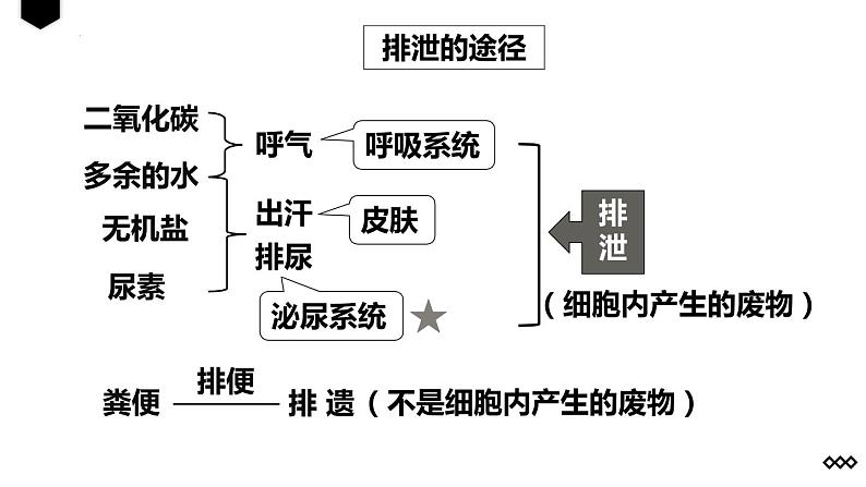 4.5人体内废物的排出课件05