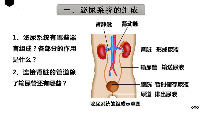 4.5人体内废物的排出课件06