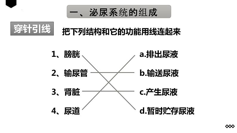 4.5人体内废物的排出课件08