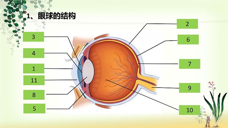 4.6.1人体对外界环境的感知课件第3页