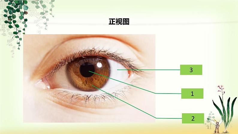 4.6.1人体对外界环境的感知课件第5页