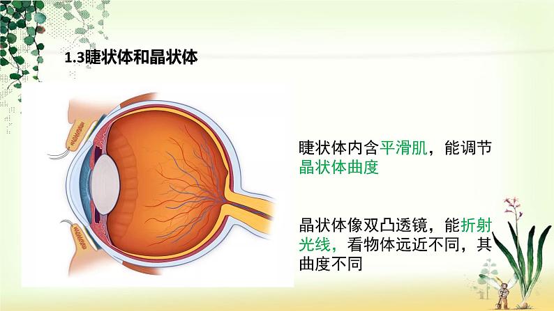 4.6.1人体对外界环境的感知课件第8页