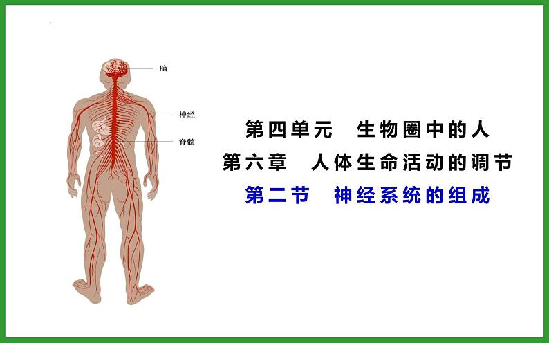 4.6.2神经系统的组成课件01