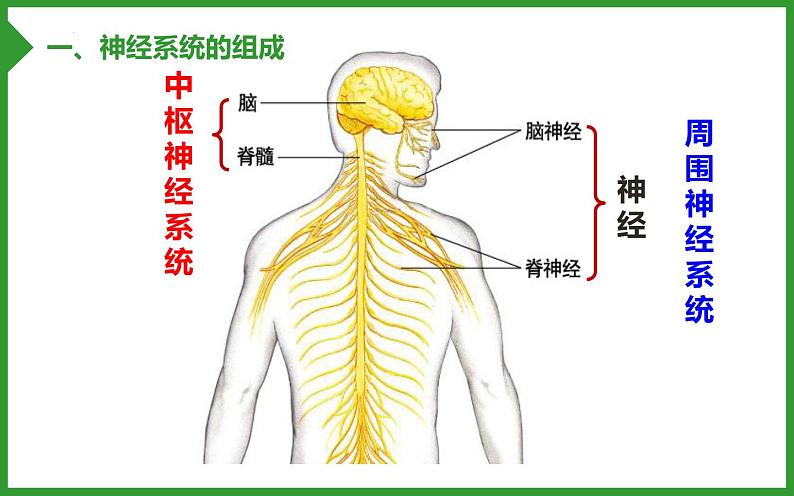 4.6.2神经系统的组成课件06