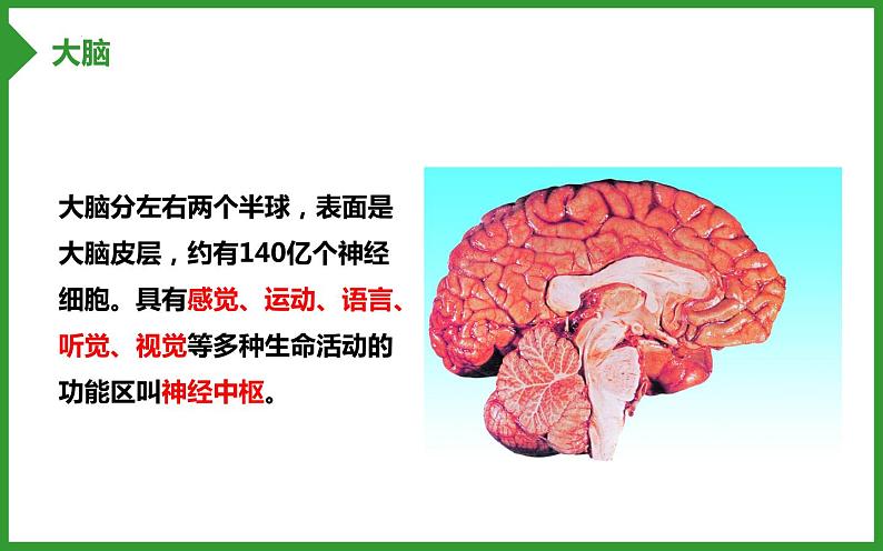 4.6.2神经系统的组成课件08