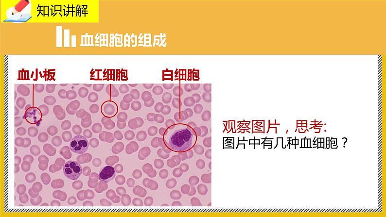 9.1.1《血液》课件PPT+教案+同步练习08