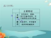 北师大版生物八年级下册 22.3.2植物的主要类群 第二课时 课件