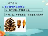 北师大版生物八年级下册 22.3.2植物的主要类群 第二课时 课件