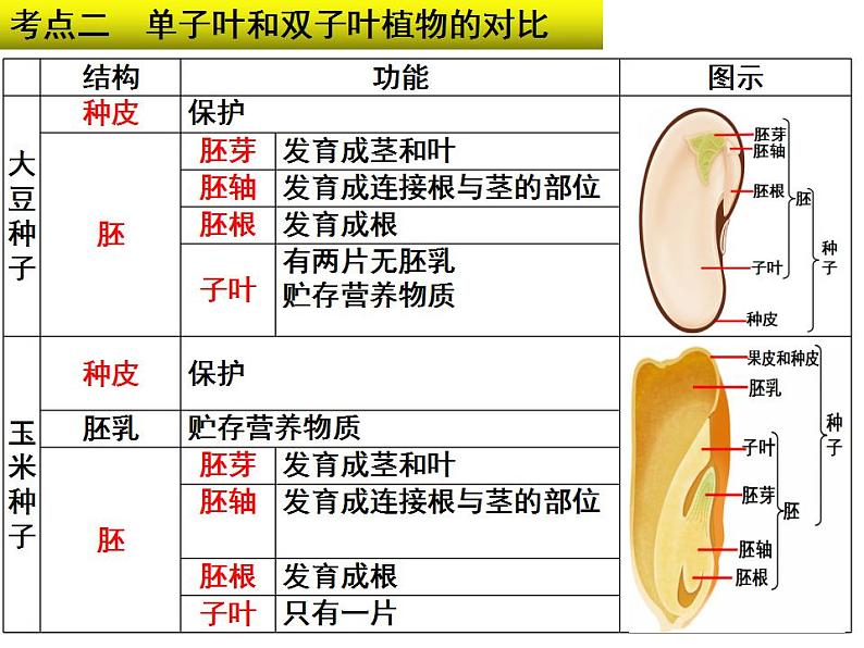 专题03 生物圈中的绿色植物和被子植物的一生——【中考二轮专题复习】2023年中考生物专题过关（课件）第5页