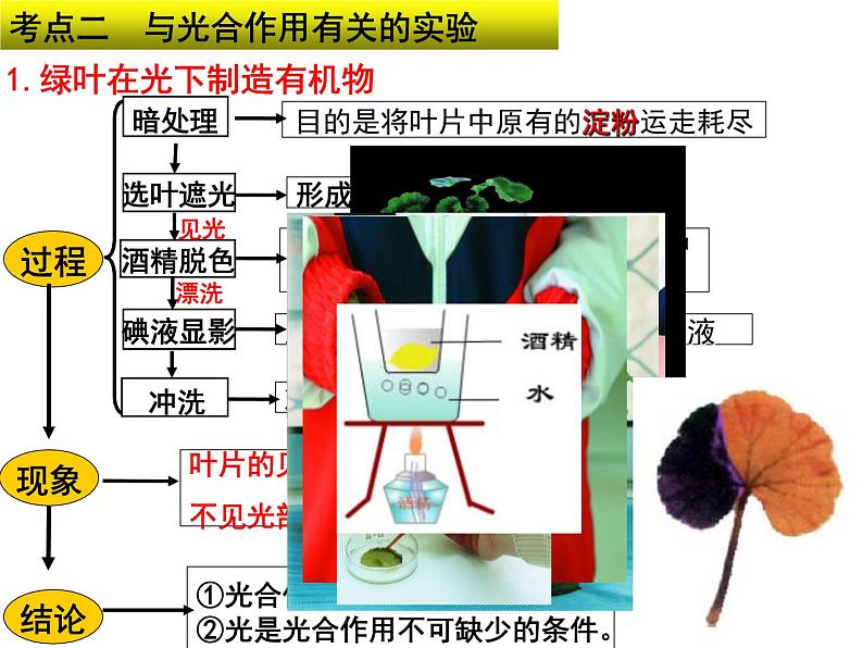 专题04 光合作用呼吸作用蒸腾作用——【中考二轮专题复习】2023年中考生物专题过关（课件）第6页