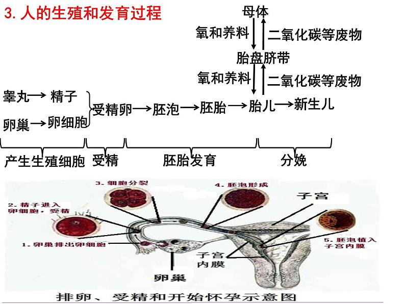 专题05 人的由来和营养——【中考二轮专题复习】2023年中考生物专题过关（课件）第6页