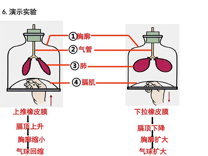 专题06 人的呼吸和血液循环——【中考二轮专题复习】2023年中考生物专题过关（课件）第6页