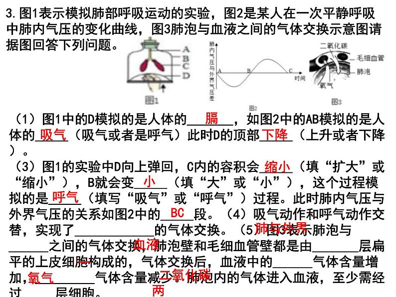 专题06 人的呼吸和血液循环——【中考二轮专题复习】2023年中考生物专题过关（课件）第8页