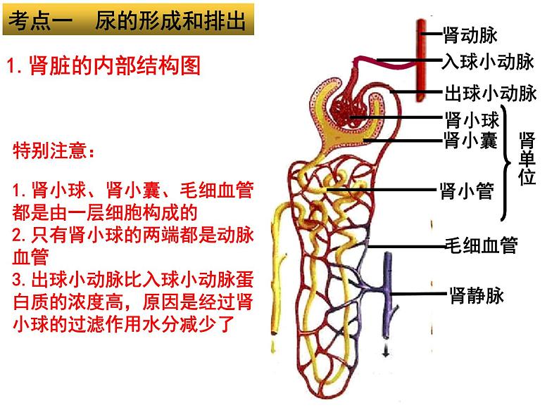 专题07 人体内废物的排出和人体生命活动的调节——【中考二轮专题复习】2023年中考生物专题过关（课件）第3页