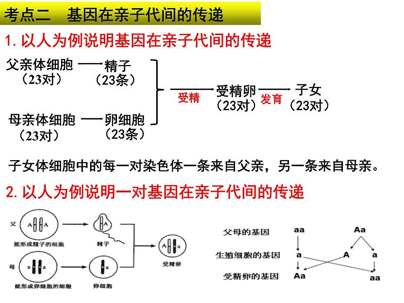 专题13 生物的遗传、变异和进化——【中考二轮专题复习】2023年中考生物专题过关（课件）06