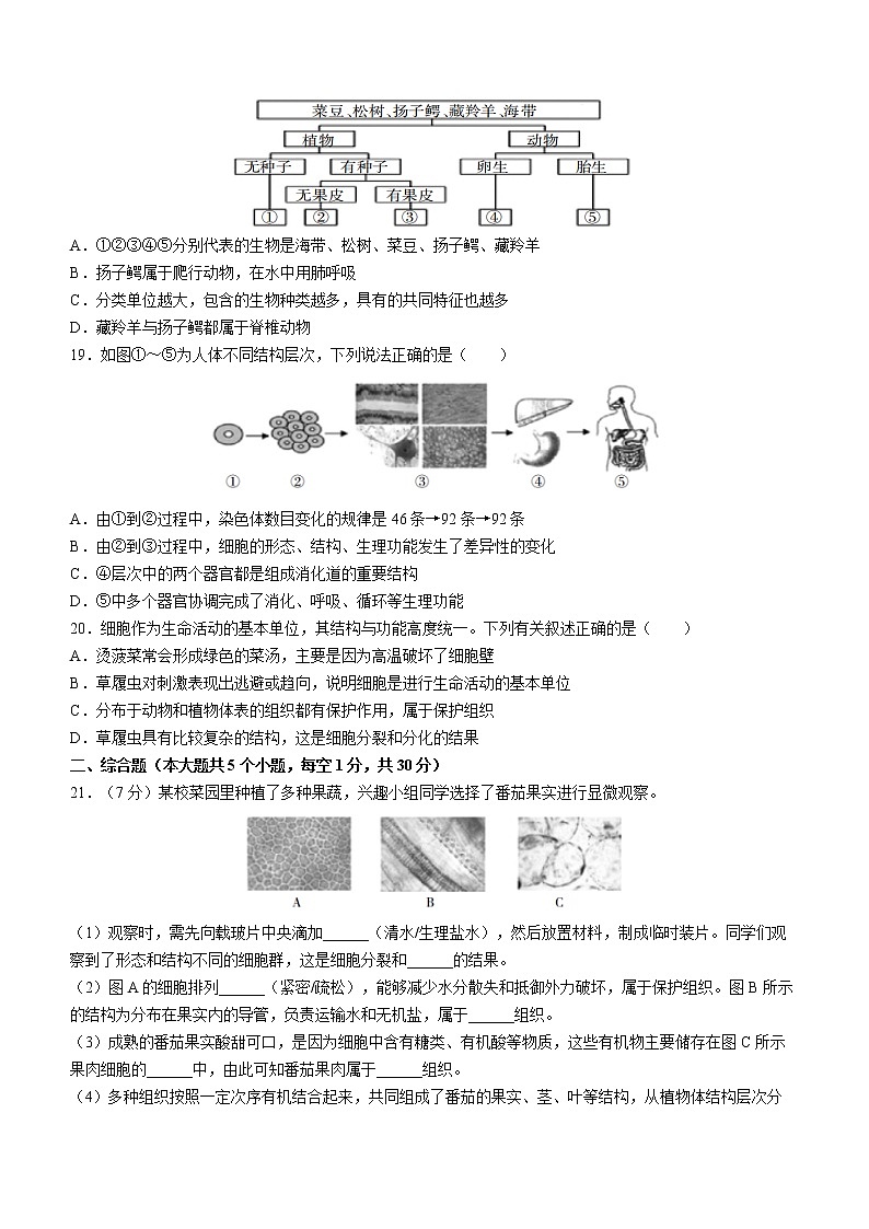 江西省吉安市永新县2022-2023学年七年级上学期期末生物试题（含答案）第3页