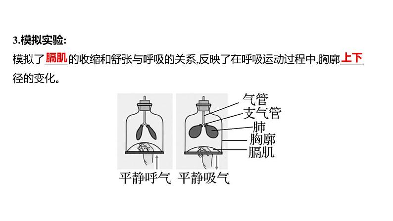 第三章　第二节　发生在肺内的气体交换 课件 2022-2023 人教版生物 七年级下册第4页