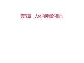 第五章　人体内废物的排出 课件 2022-2023 人教版生物 七年级下册