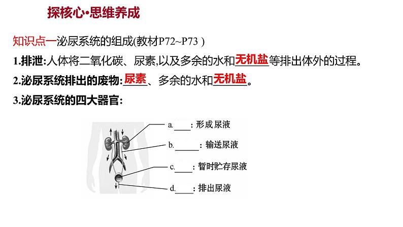 第五章　人体内废物的排出 课件 2022-2023 人教版生物 七年级下册第3页