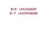 第六章　第一节　人体对外界环境的感知 课件 2022-2023 人教版生物 七年级下册