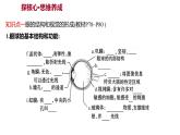 第六章　第一节　人体对外界环境的感知 课件 2022-2023 人教版生物 七年级下册