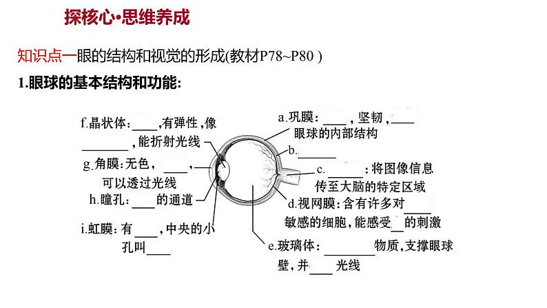 第六章　第一节　人体对外界环境的感知 课件 2022-2023 人教版生物 七年级下册第3页