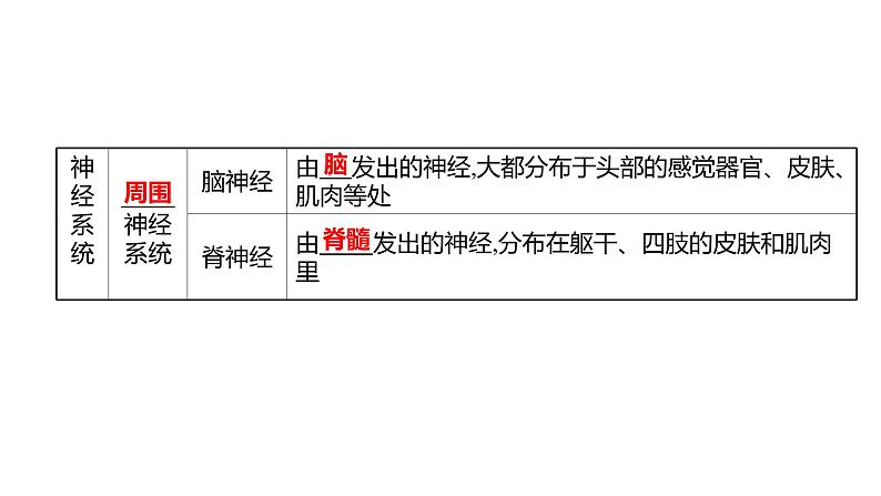 第六章　第二节　神经系统的组成 课件 2022-2023 人教版生物 七年级下册03