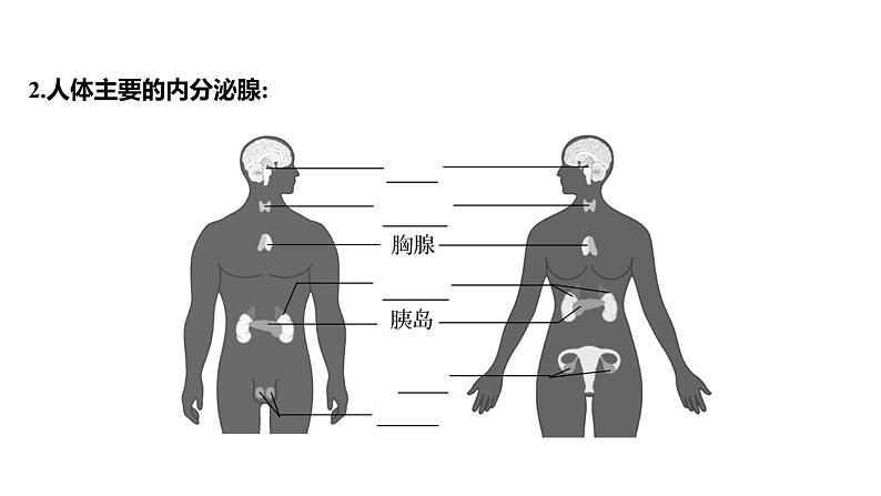 第六章　第四节　激 素 调 节 课件 2022-2023 人教版生物 七年级下册第4页