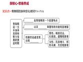 第四单元  第一章　人 的 由 来  第三节　青　春　期 课件 2022-2023 人教版生物 七年级下册